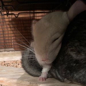 Meet your Posher, Gracey